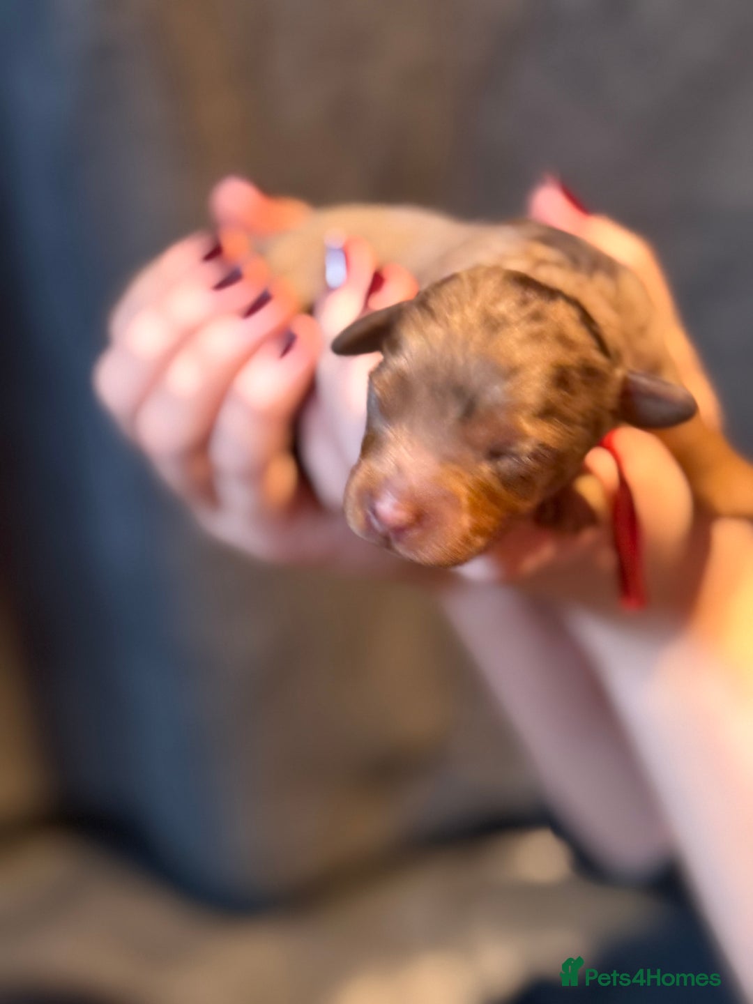 Cavapoo dogs for sale: F1b Health tested Phantom chocolate Merle Cavapoo - Advert 24