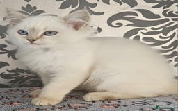 Ragdoll cats for sale: Stunningggg lilac tabby - Image 2