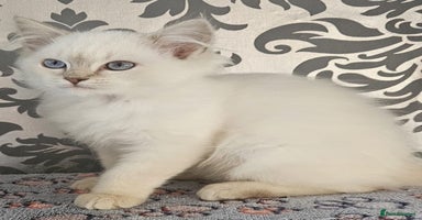 Ragdoll cats - Advert 3