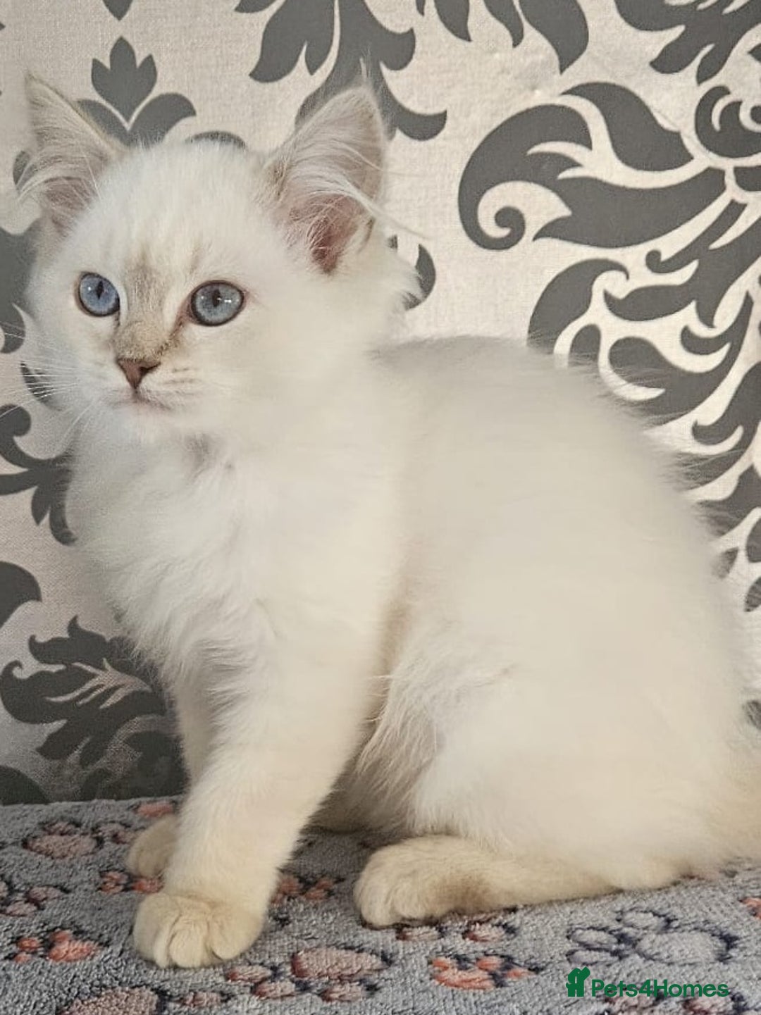 Ragdoll cats for sale: Stunningggg lilac tabby - Image 2