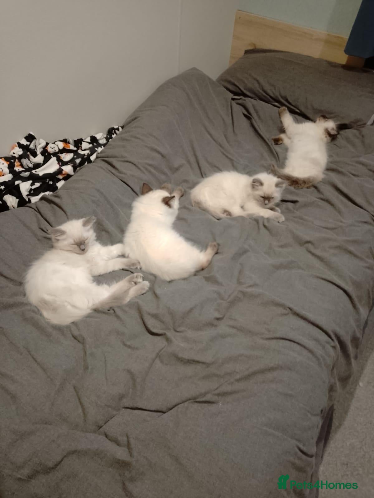 Ragdoll cats 4 Ragdoll kittens from a loving home  - Advert 1