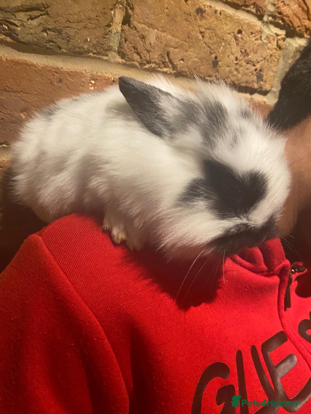 Dwarf Lop rabbits for sale: Dwraf Buinnes for Sale  - Advert 20