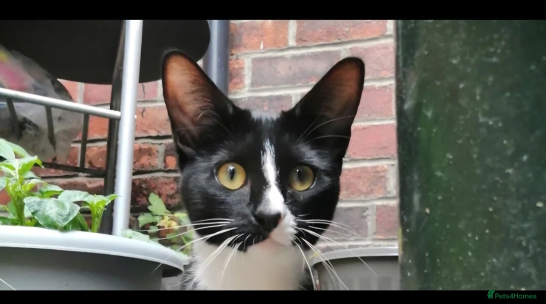 Mixed Breed cats beautiful kitty needing new forever home - Advert 2