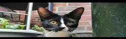 Mixed Breed cats for sale: beautiful kitty needing new forever home - Advert 1