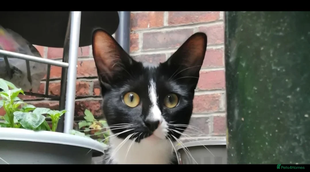 Mixed Breed cats for sale: beautiful kitty needing new forever home - Advert 1