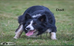 Border Collie dogs for sale: PEDIGREE ISDS & KC BORDER COLLIE PUPS - Image 33