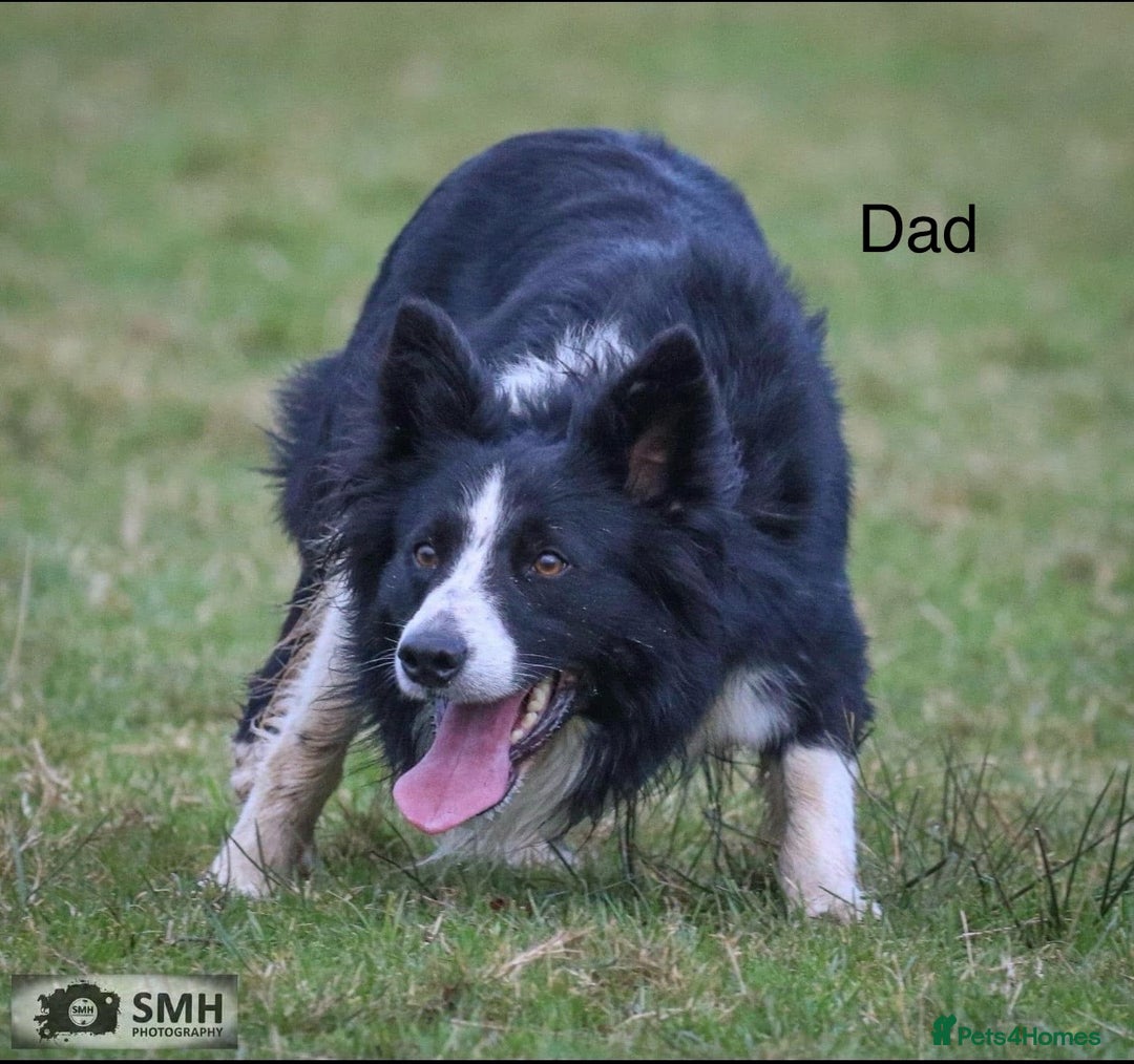 Border Collie dogs for sale: PEDIGREE ISDS & KC BORDER COLLIE PUPS - Image 33
