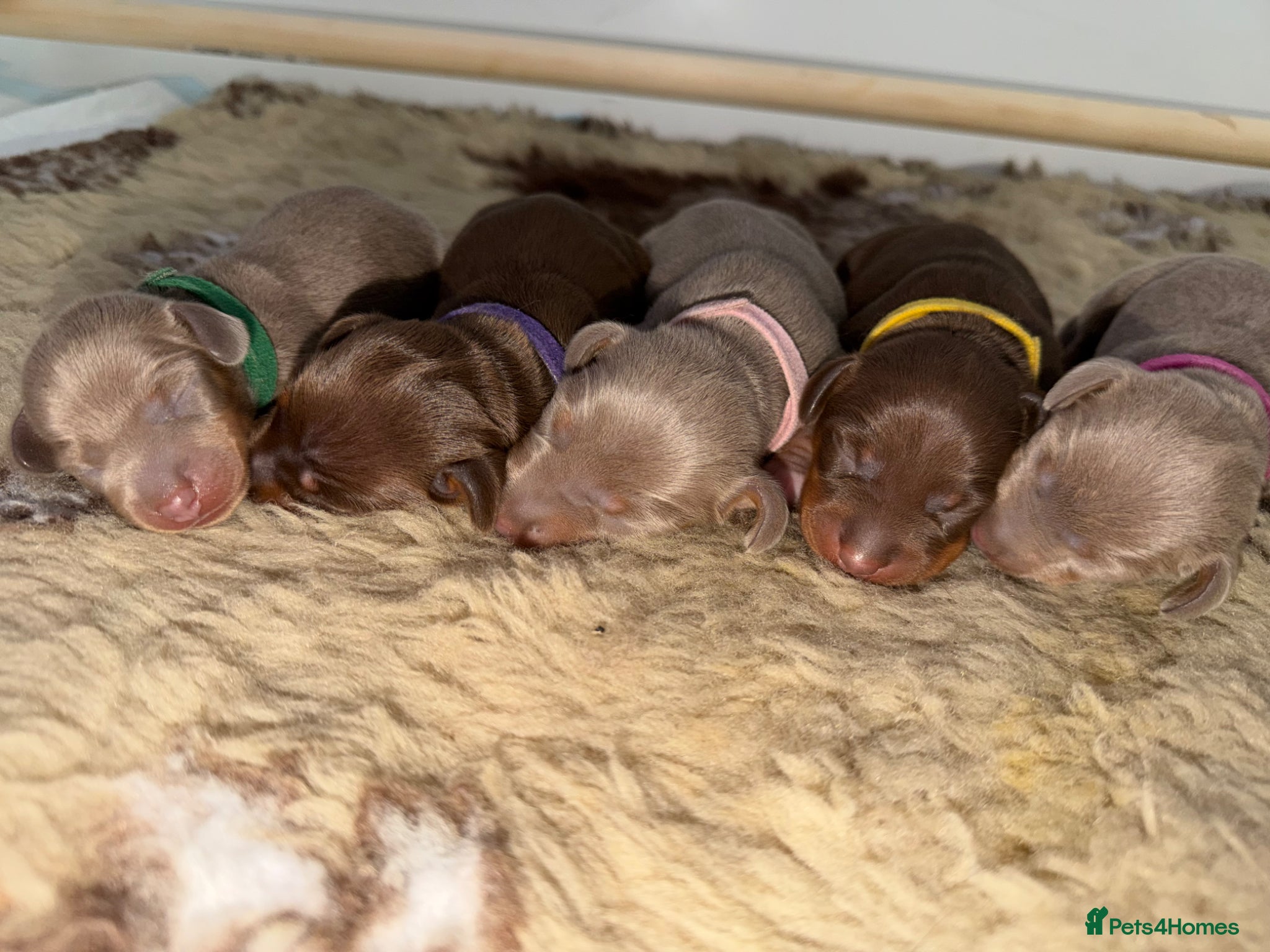 Miniature Dachshund dogs BEAUTIFUL MINI DACHSHUNDS  - Advert 1