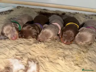 Miniature Dachshund dogs BEAUTIFUL MINI DACHSHUNDS - Advert 1