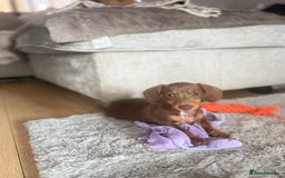 Miniature Dachshund dogs for sale:  READY NOW  minismooth haired dachshunds 🐾 - Image 2