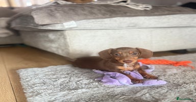 Miniature Dachshund dogs - Advert 8