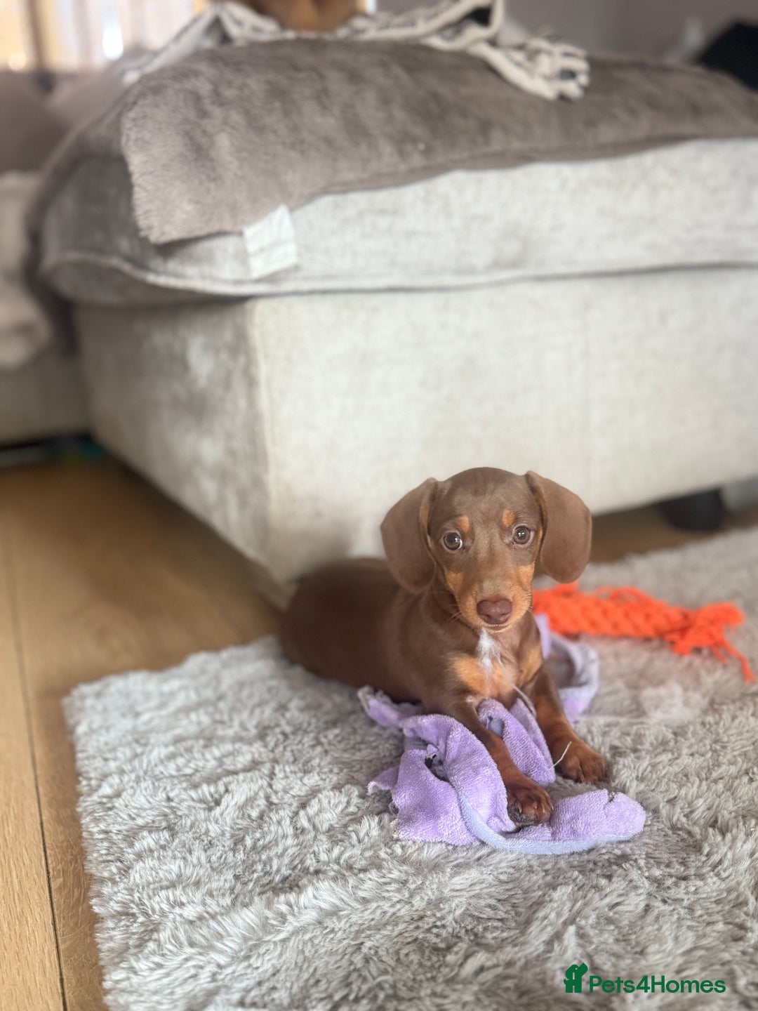 Miniature Dachshund dogs for sale:  READY NOW  minismooth haired dachshunds 🐾 - Image 2