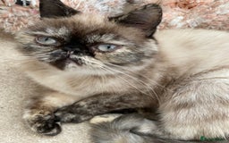 Exotic cats for sale: Fawn colour point Merle Exotic  - Image 9