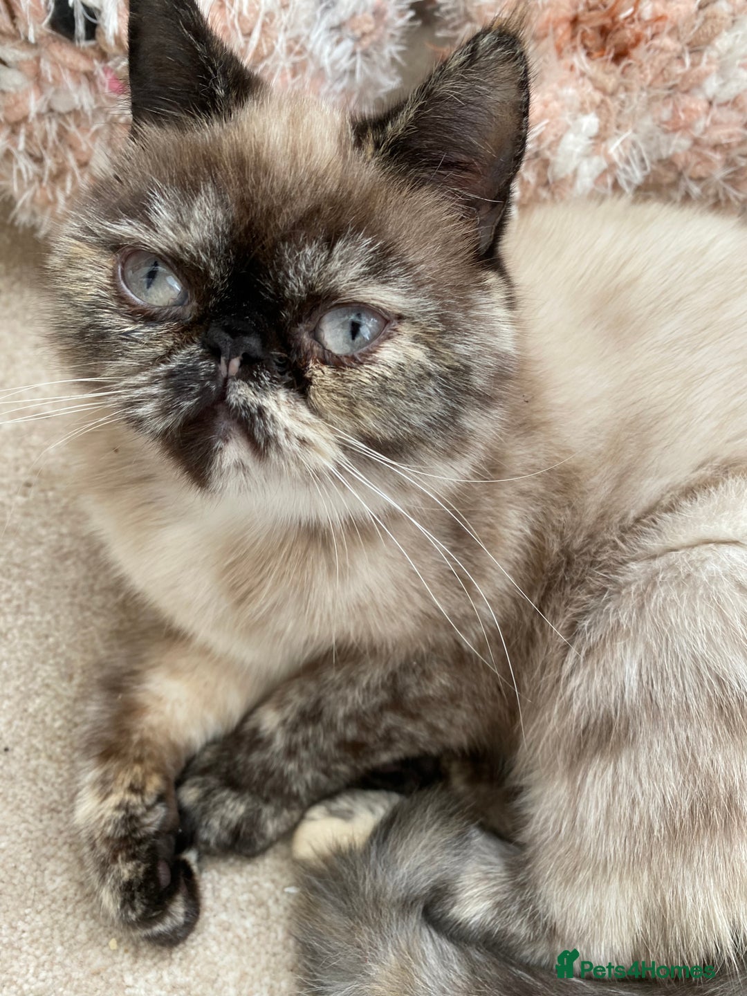 Exotic cats for sale: Fawn colour point Merle Exotic  - Image 9