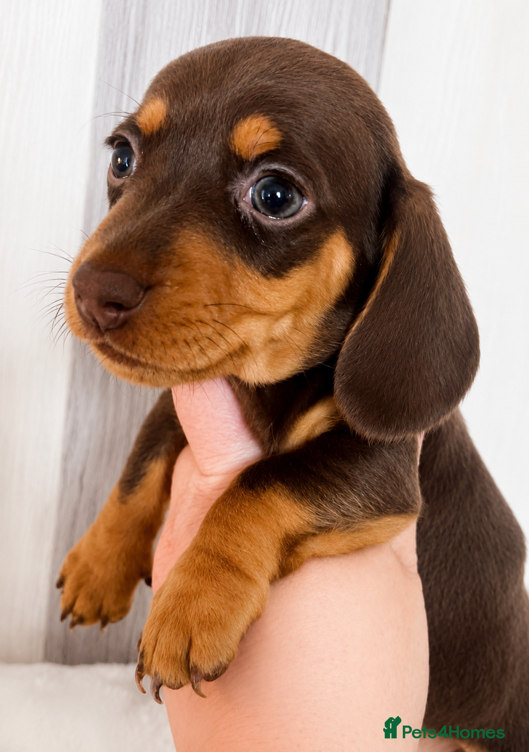 Miniature Dachshund dogs 2 BOYS LEFT⭐️KC Registered Miniature Dachshunds⭐️ - Advert 20