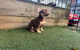 French Bulldog dogs for sale: 1 female available  READY TO LEAVE,   - Image 19