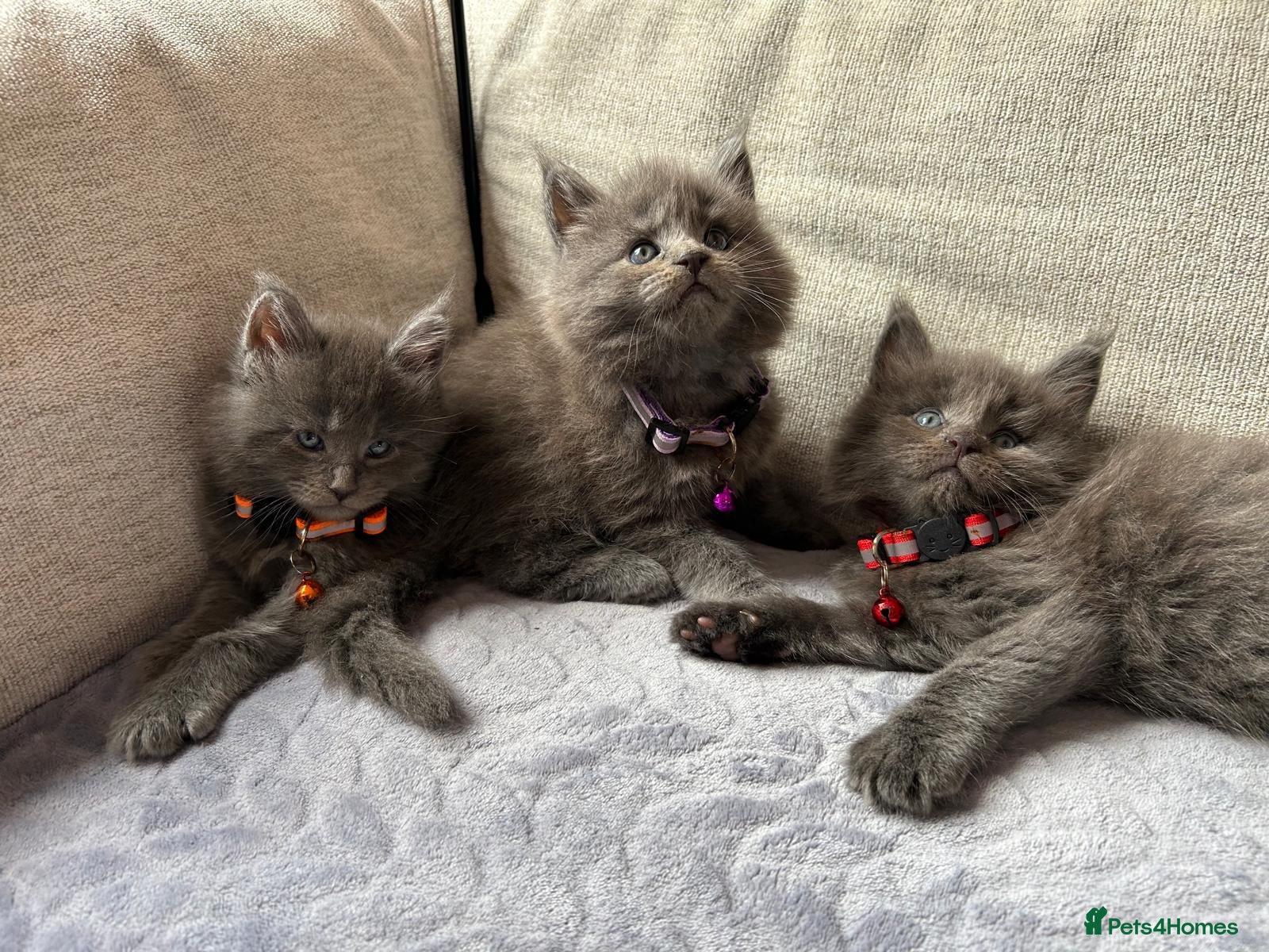 Maine Coon cats Maine Coon Kittens 1 Male 2 Females  - Advert 1