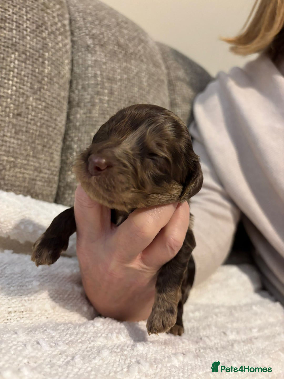 Cockapoo dogs for sale: F1 show cockapoos - Advert 12