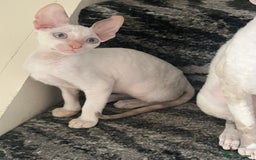 Cornish Rex cats for sale: Stunning ready to leave now Cornish Rex Female  - Image 10