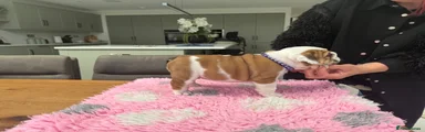 English Bulldog 2