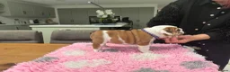 English Bulldog dogs for sale: Puppies looking for their forever homes - Advert 5