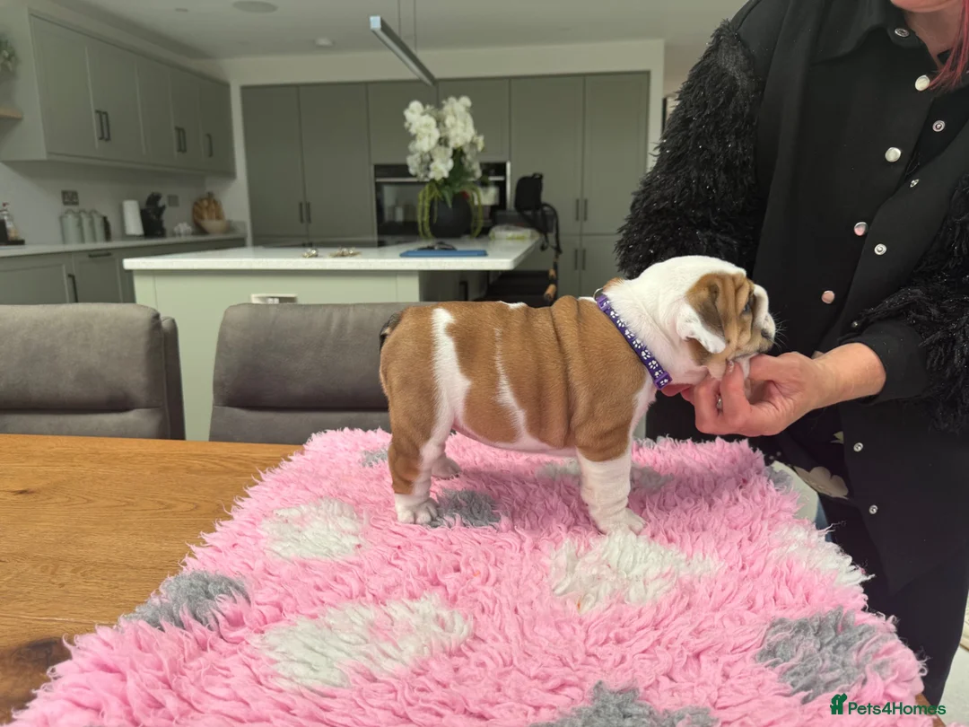 English Bulldog dogs for sale: Puppies looking for their forever homes - Advert 5