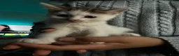 Mixed Breed cats for sale: Beautiful kittens mixed with ragdoll - Advert 8