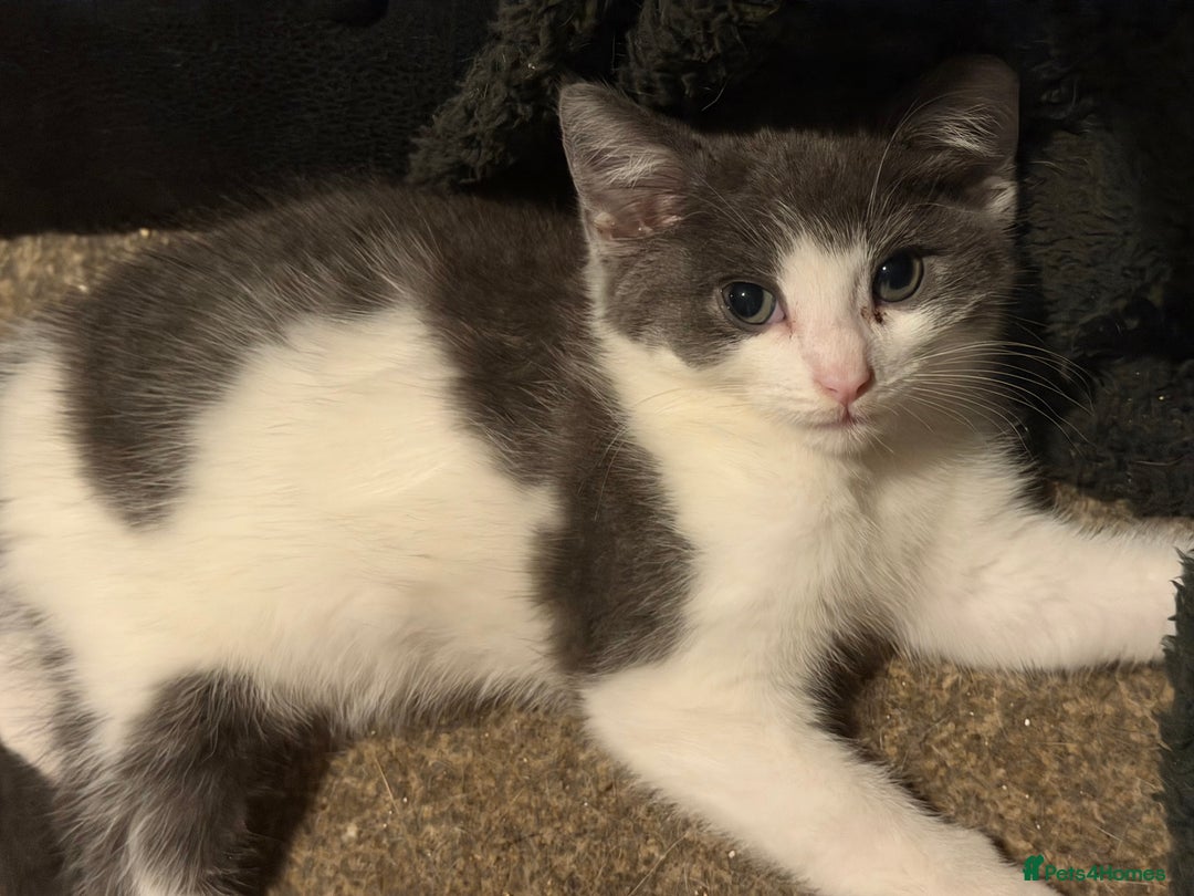 Mixed Breed cats for sale: Adorable Fluffy Kittens - Advert 14