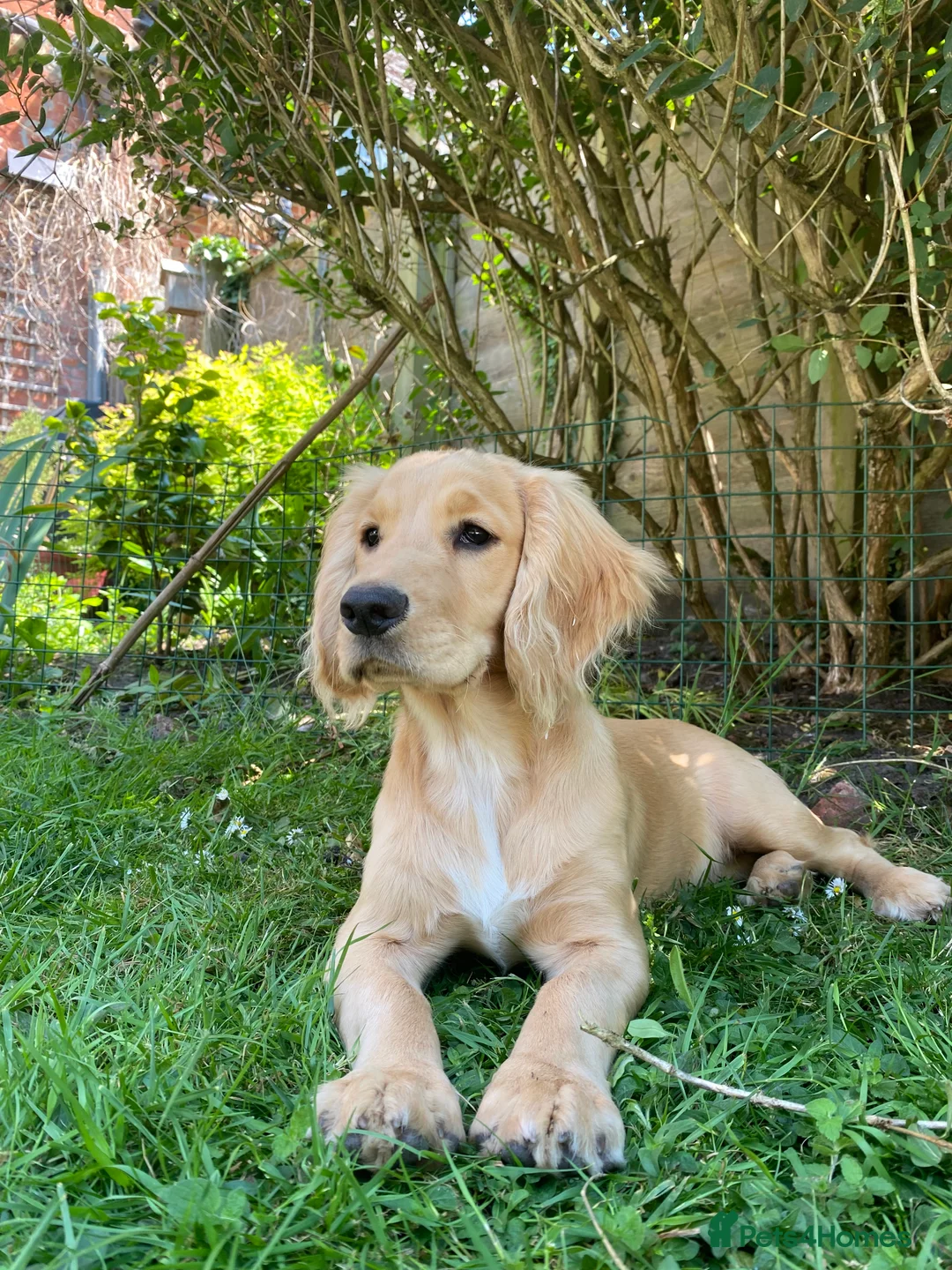 Cocker Spaniel dogs for sale: Stunning LEMON KC Reg Working Cocker Spaniel pups - Advert 19