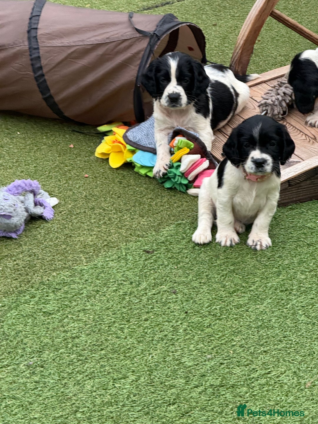 English Springer Spaniel dogs for sale: Kc reg  dna tested springer spaniels  - Image 11