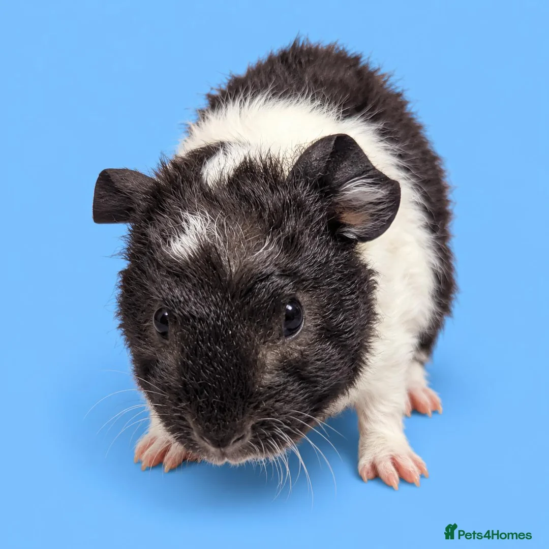 Guinea Pig rodents for sale: Bonded guinea pig boys swiss and Lakeland  - Advert 7