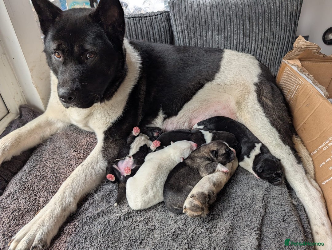 Akita dogs for sale: Akita male Puppy - Advert 2