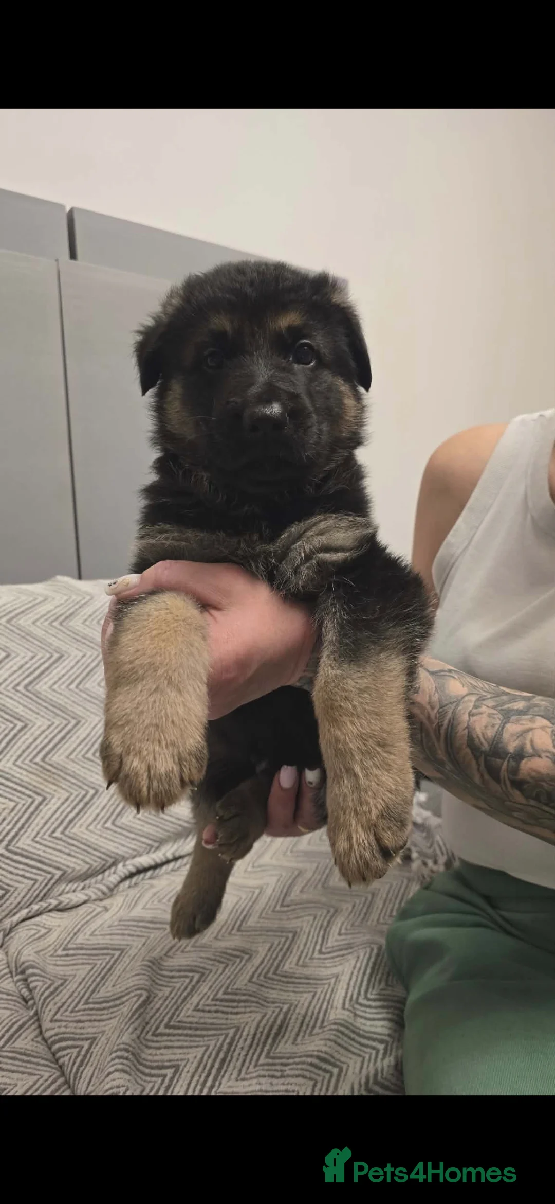 German Shepherd dogs for sale: 6 beautiful German Shepherd puppies - Advert 3