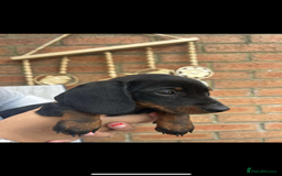 Miniature Dachshund dogs for sale: KC MINI DASCHAUNDS READY NOW  in Bishop Auckland - Image 3