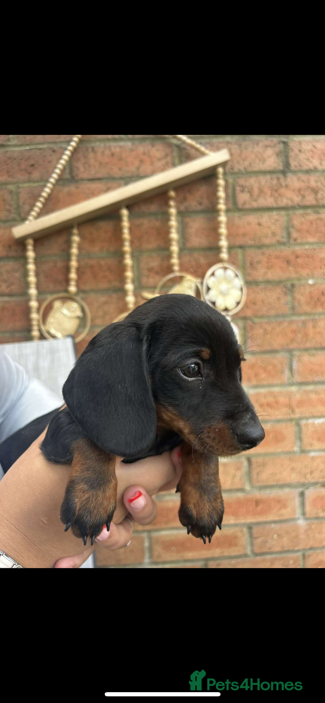 Miniature Dachshund dogs for sale: KC MINI DASCHAUNDS READY NOW  in Bishop Auckland - Image 3