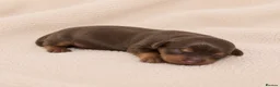 Miniature Dachshund dogs for sale: 👑⭐️Quality KC Miniature Dachshunds⭐️👑 - Advert 3