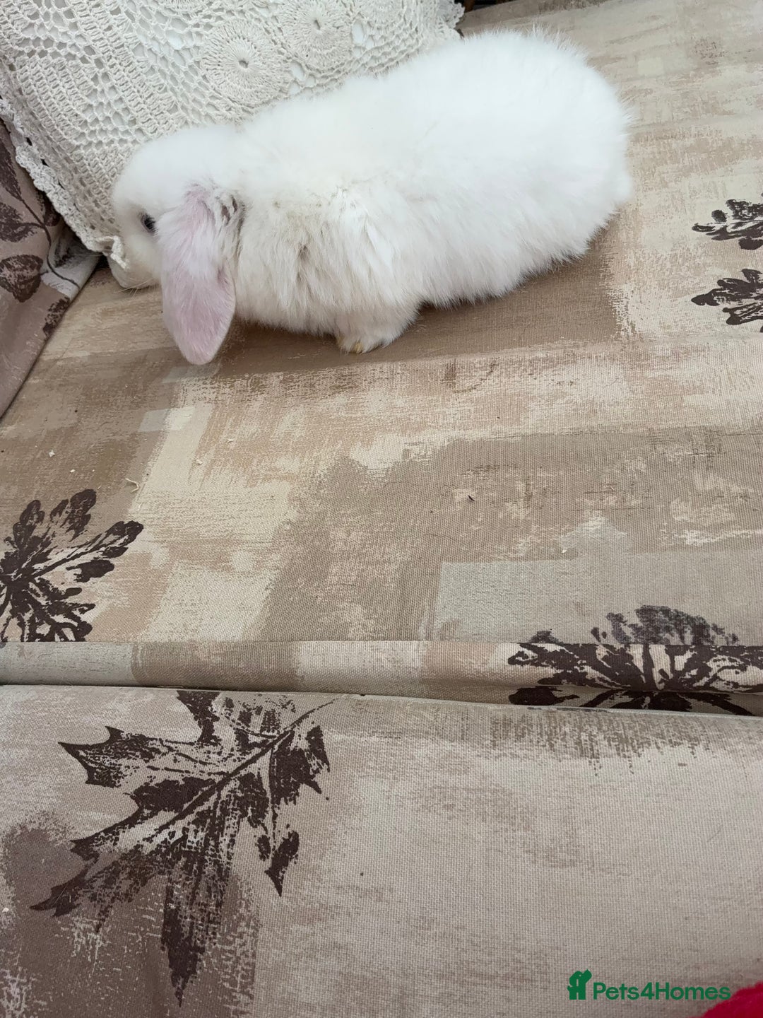 Mini Lop rabbits for sale: White Mini  Male Lop - Advert 5
