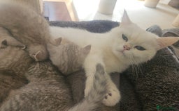 British Shorthair cats for sale: BRITISH SHORTHAIR CHAMPION BLOODLINE - Image 31
