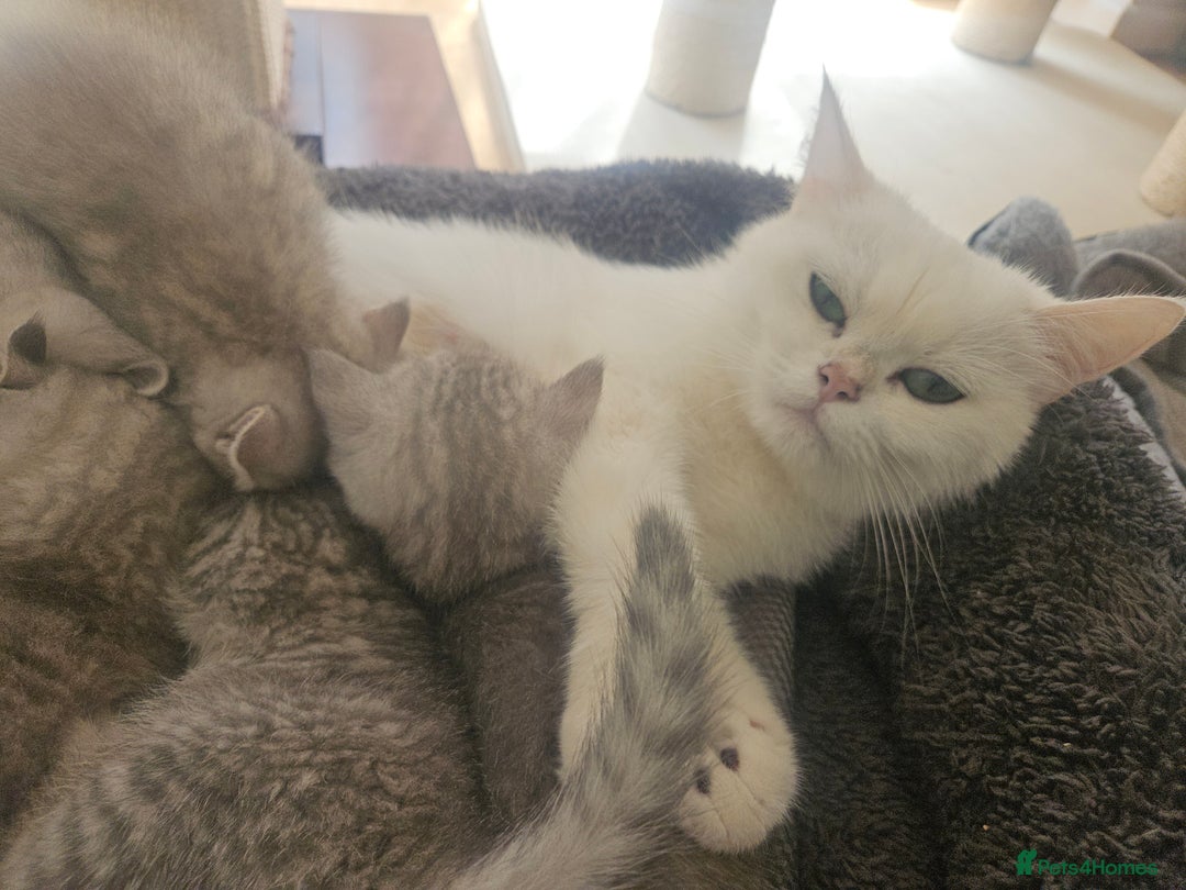 British Shorthair cats for sale: BRITISH SHORTHAIR CHAMPION BLOODLINE - Image 31