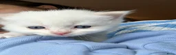 Siberian cats for sale: Save and check for next litter.  Siberian - Advert 28