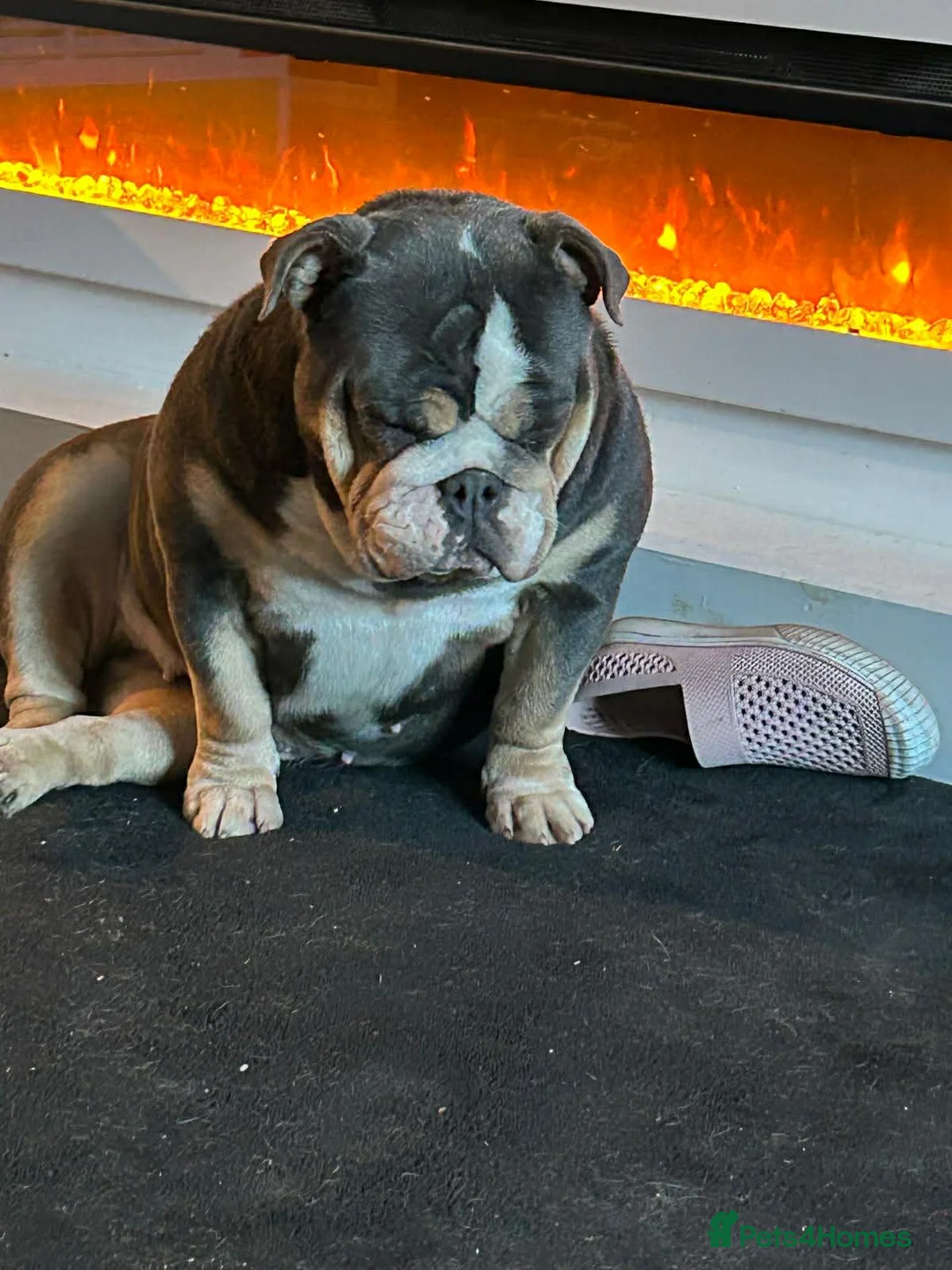 English Bulldog dogs for sale: English bulldog bitch - Advert 6