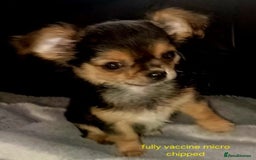 Chihuahua dogs for sale: Chihuahua fluff balls  - Image 9