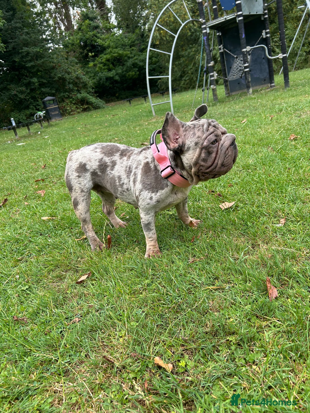 French Bulldog dogs for sale: Mabel, Merle ** French bull dog - Image 2