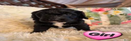 Bernedoodle dogs for sale: Top Quality BERNEDOODLE Puppies  - Advert 10