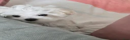 Maltese dogs for sale: Stunning Maltese puppies  - Advert 4