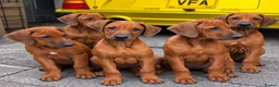 Rhodesian Ridgeback dogs for sale: KC RHODESIAN RIDGEBACK PUPPIES FOR SALE  - Advert 3