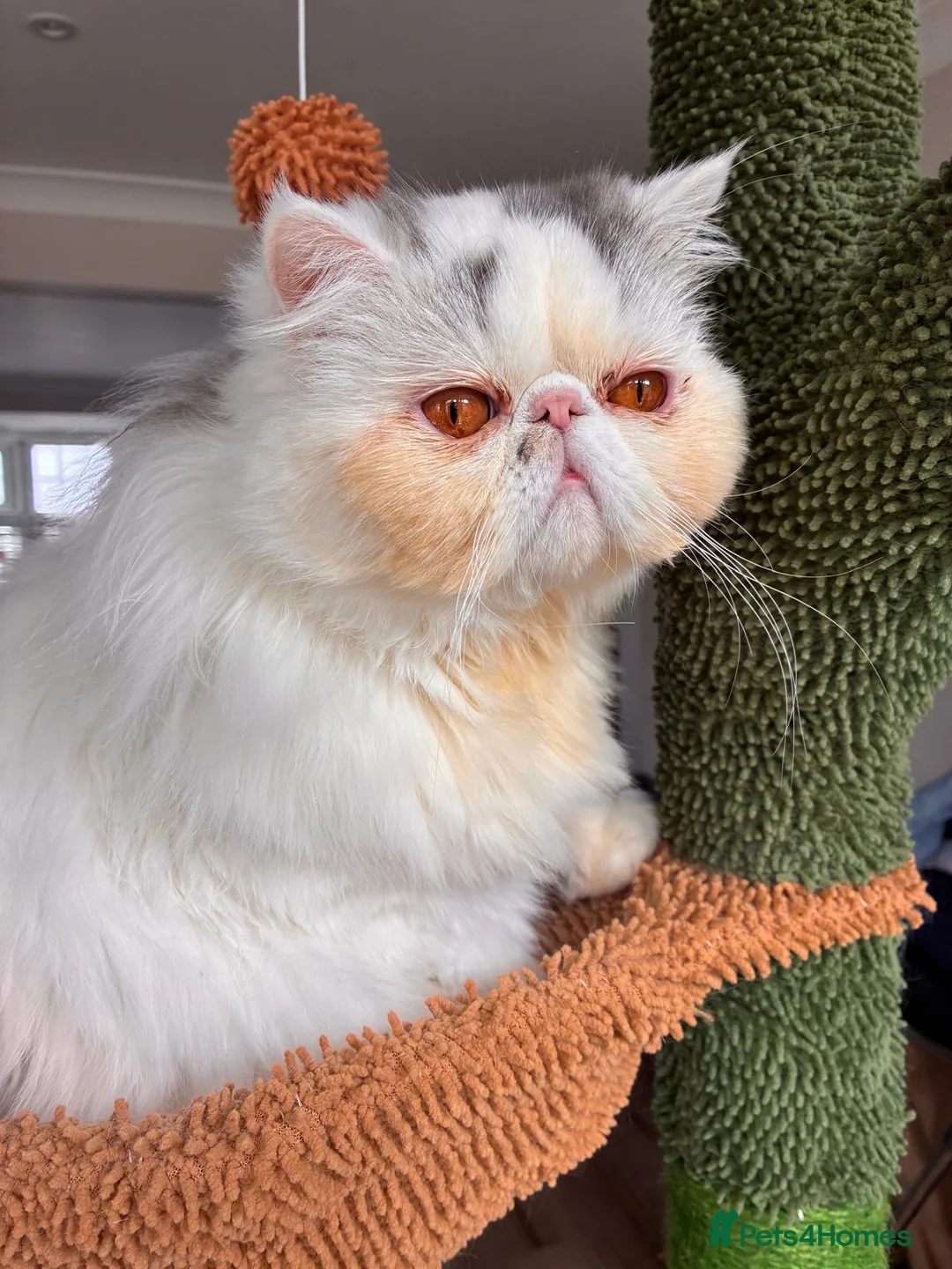 Exotic cats for sale: Exotic Long Hair - Advert 1