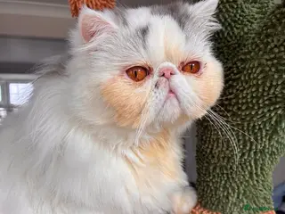 Exotic cats Exotic Long Hair - Advert 1