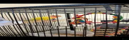 Lovebirds birds for sale: Tia a very cute and kind lovebird  - Advert 7