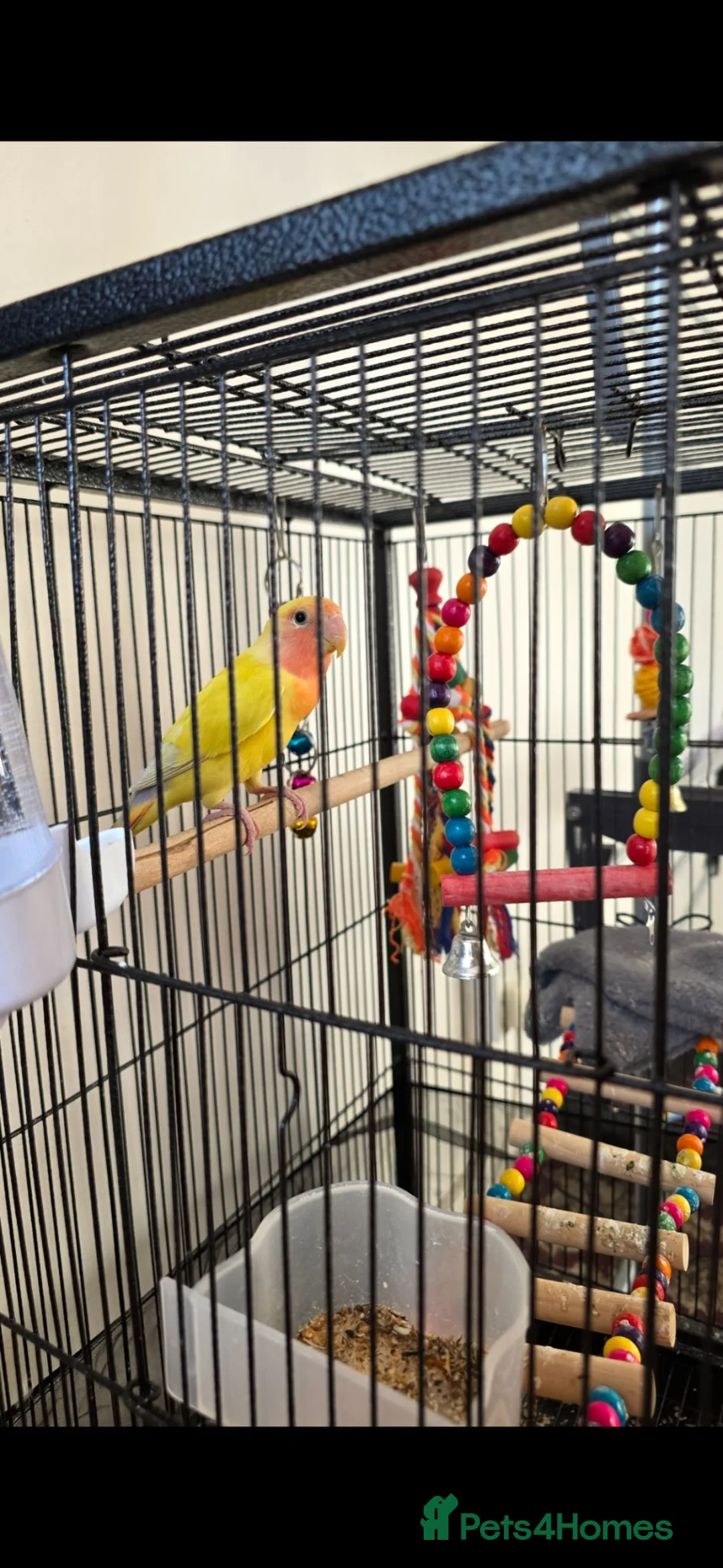Lovebirds birds for sale: Tia a very cute and kind lovebird  - Advert 7